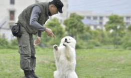 训狗视频,训狗视频教你轻松驯服爱犬